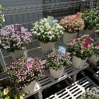 ネメシア,ガーデニング,花のある暮らし,花が好き,ガーデニング大好きの画像