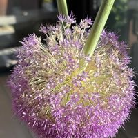 サボテン,ダリア,ハオルチア,ハオルチア,海王丸の画像