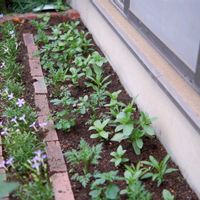 庭の花,種から育てた,種まき中毒,GS映え,種まき大好きの画像
