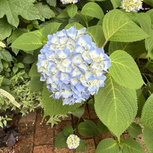 四季咲きアジサイ 霧島の恵,ガーデニング,裏庭,シェードガーデン,紫陽花 アジサイ あじさいの画像