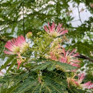 ネムノキ,公園散歩,今日のお散歩,歩くの大好き♡の画像