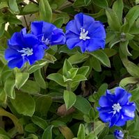 アメリカンブルー,コンボルブルス,ブルースター,花のある暮らし,おうち園芸の画像