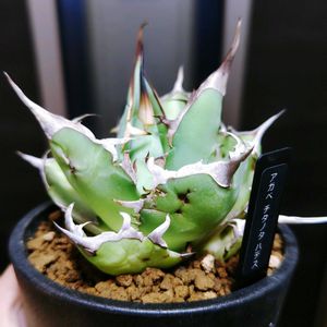 アガベ,アガベ チタノタ,アガベ チタノタ ハデス,多肉植物,観葉植物の画像