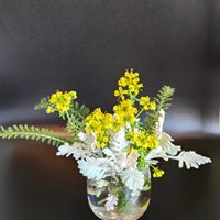 シロタエギク,ヘンルーダ,初夏の花,ルー,白妙菊の画像