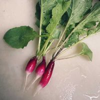 ラディッシュ,家庭菜園の画像