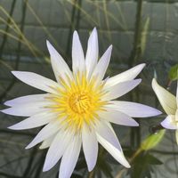 キダチチョウセンアサガオ,スイレン　ミセス・ジョージ・C・ヒッチコック,いつもありがとう♡,花のある暮らし,掛川花鳥園の画像