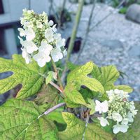カシワバアジサイ,プリペット,植栽,低木,和の庭の画像