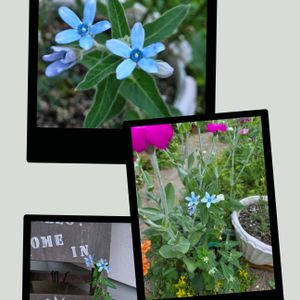 オキシペタラム ブルースター,種から,NO GREEN  NO LIFE,ブルーのお花♡,咲いた咲いたの画像
