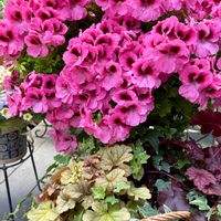 ペラルゴニウム,ヒューケラ,寄せ植え,鉢植え,スマホ撮影の画像