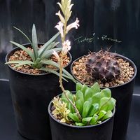オブツーサ,ハオルチア,ハオルチア シンビフォルミス,ピリフェラ,硬葉系ハオルチアの画像