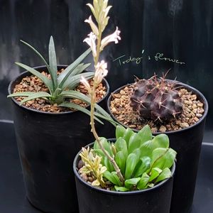オブツーサ,ハオルチア,ハオルチア シンビフォルミス,ピリフェラ,硬葉系ハオルチアの画像