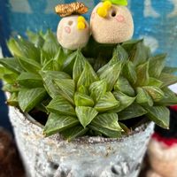 ペンタス,ハオルチア,アナベル,ハオルチア属,白い花の画像