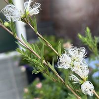 メラレウカ,メラレウカ コットンキャンディ,鉢植え,ガーデニング,白い花の画像