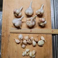 ニラ,ニンニク,小ネギ,プランター野菜,種まきっ子の画像