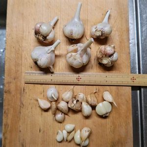 ニラ,ニンニク,小ネギ,プランター野菜,種まきっ子の画像