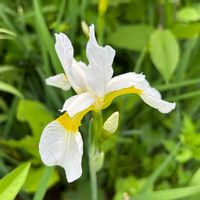 アヤメ, ツルマンネングサ,花のある暮らしの画像
