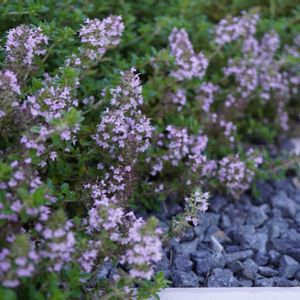 クリーピング タイム,ハーブ,グランドカバー,常緑低木,ピンクの花の画像