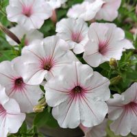 ペチュニア,乙女心,ガーデニング,可愛い,ピンクの花の画像