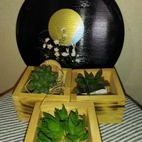 ハオルチア,ズッキーニの花,ジャガイモの花,トマトの花,やぐらネギの画像