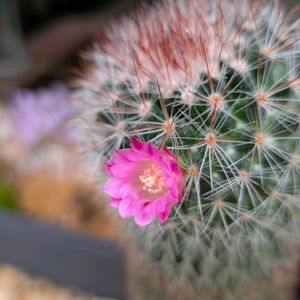 サボテン,サボテンの花開花,開花,サボテンの花,ありがとう♡の画像
