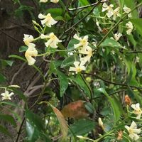 クスノキ,テイカカズラ,テイカカズラ,テイカカズラ,大楠の画像