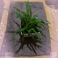 シンビジウム,洋ランの画像