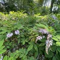 ユウスゲ,ナンテン,ニワフジ,ハンゲショウ,紫陽花　あじさい　アジサイの画像