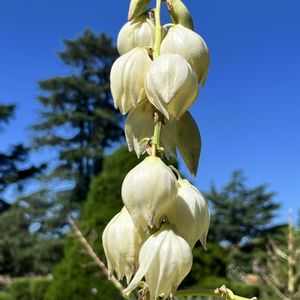 エノキ,アツバキミガヨラン,京都府立植物園の画像