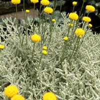 サントリナ,サントリナ,サントリナ,暑い春の一日,スーパーの前花壇の画像