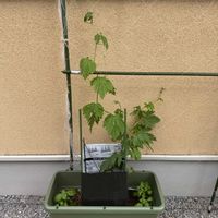 ゴーヤの画像