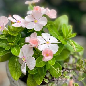 まんまるビンカ,寄せ植え,ナチュラルガーデン,ジャンクガーデン,シェードガーデンの画像