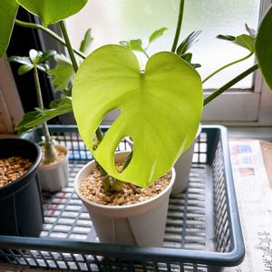 モンステラ,モンステラ,ダイソーモンステラ,観葉植物,ダイソーの画像