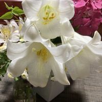 カンパニュラ,ブーゲンビリア,花のある暮らし,緑のある暮らし,可愛いお花の画像