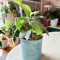 ディフェンバキア,観葉植物,インテリアグリーン,剪定,緑は癒しの画像