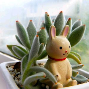 トマト,ナス,ニンジン,月兎耳,オーニソガラム ウンベラタムの画像