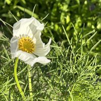 コスモス,マーマレード,紅甘夏,ゴマすり器,白い水曜日♡の画像