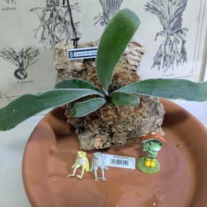 P.veitchii Auburn river,シダ植物,着生植物,珍奇植物,植物のある暮らしの画像