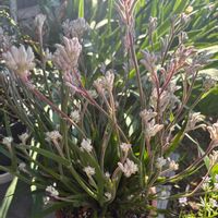 カンガルーポー,花のある暮らし,いいね、コメントありがとうございます♡,我が家の庭♡,おうち園芸の画像