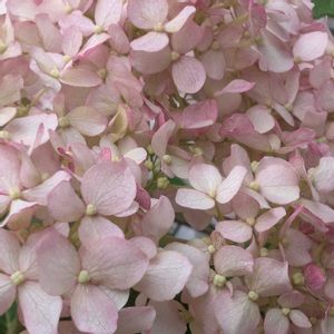 アナベル,アナベル,ピンカーベル,紫陽花　あじさい　アジサイ,ピンクアナベル ピンカーベルの画像