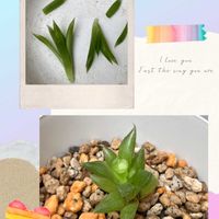 アヤメ,ハオルチア,ミ二バラ,下部,上部の画像