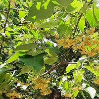 ネムノキ,ボダイジュ,ソヨゴ,シナサワグルミ,黄色の花の画像