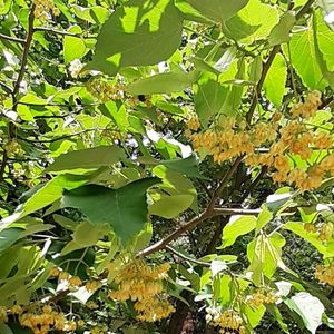ネムノキ,ボダイジュ,ソヨゴ,シナサワグルミ,黄色の花の画像
