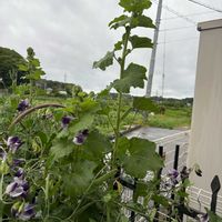 スイートピー,タチアオイ,アルセアダブル シャモイズの画像