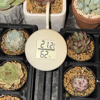 多肉植物,葉挿しの画像