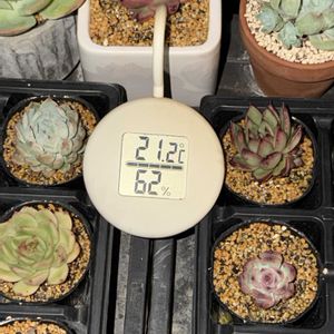 多肉植物,葉挿しの画像