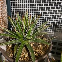 多肉植物,植替え,多肉男子,屋上ガーデニングの画像