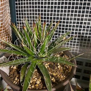 多肉植物,植替え,多肉男子,屋上ガーデニングの画像
