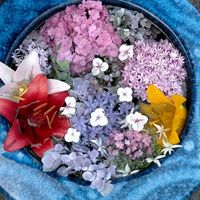 アジサイ,チドリソウ,紫陽花,サンパラソル,スカシユリの画像