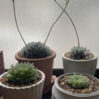 ハオルチア オブツーサ,①1番古株のハオルチア,①から産まれた子,ツンツンしてるハオルチア,ちょっと平たいハオルチアの画像