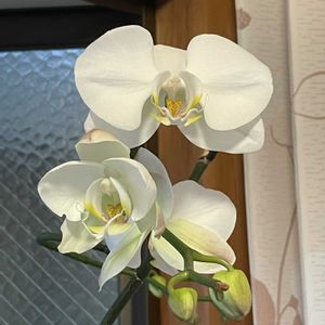 胡蝶蘭,胡蝶蘭,開花,つぼみ,二度咲きの画像